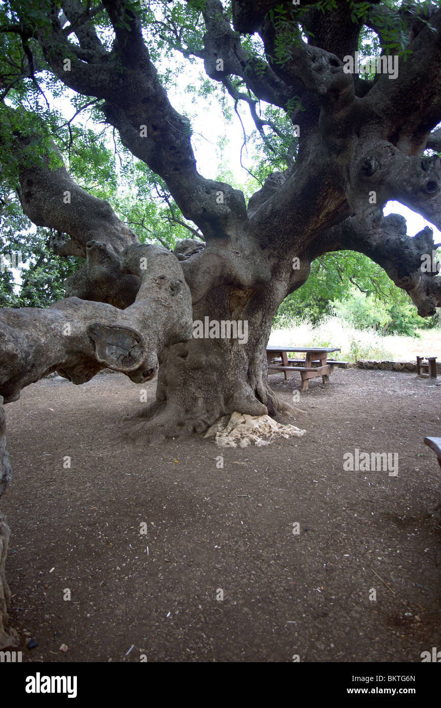 Vecchio albero Foto Stock