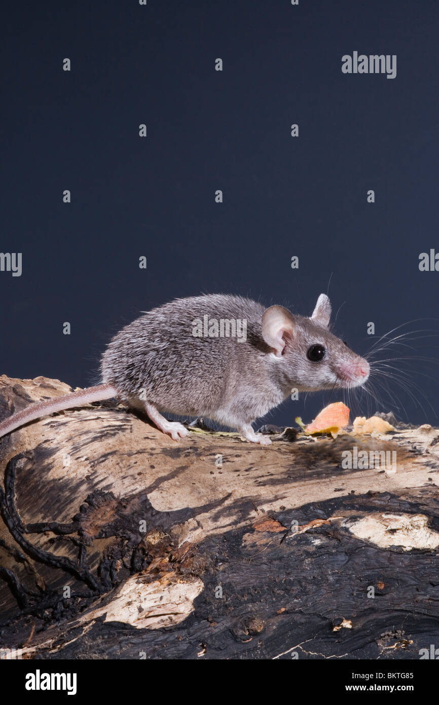 Spinosa egiziano Mouse (Acomys cahirinus cahirinus). Foto Stock