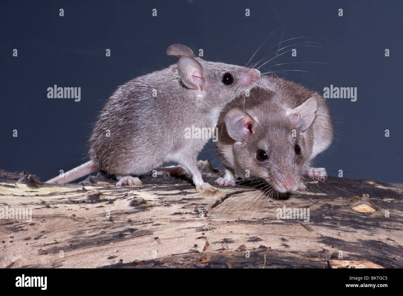 Spinosa egiziano topi (Acomys cahirinus cahirinus). Diritto degli adulti, immaturi sul lato sinistro che mostra animale nel profilo. Foto Stock