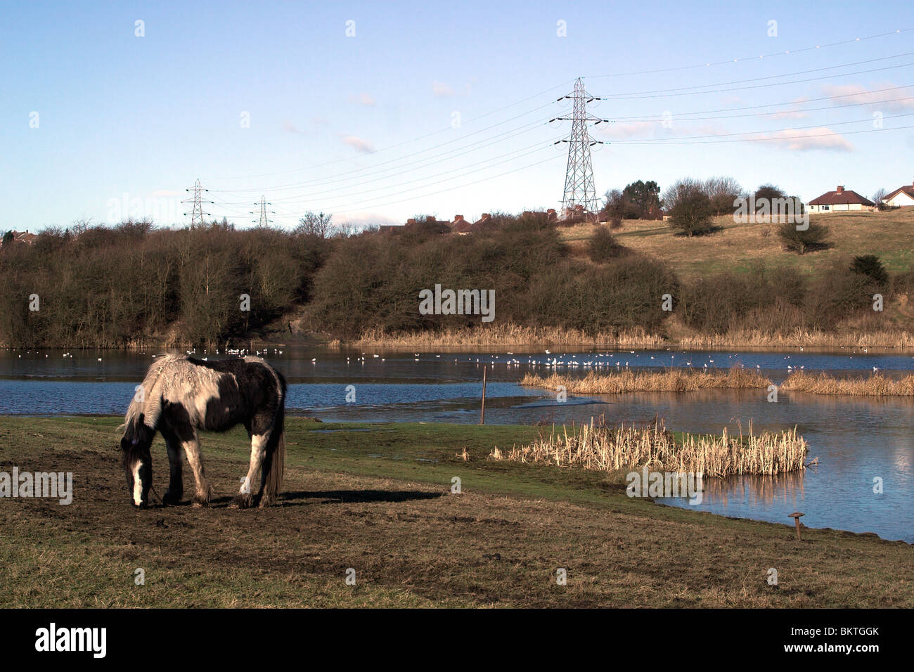 Pony da pascolo a Fagnes Piscine Riserva Naturale. West Midlands. Foto Stock