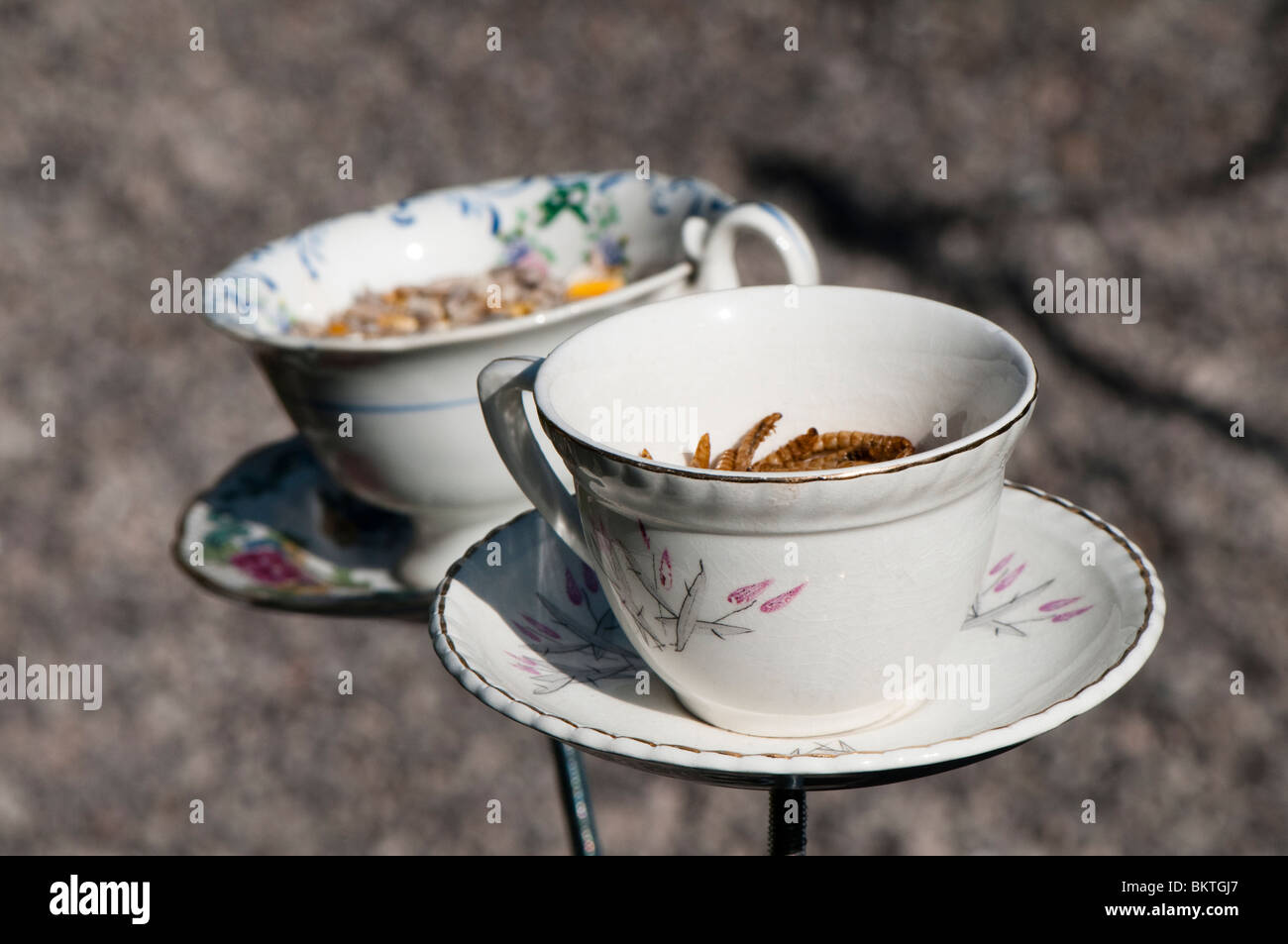 Tazzina bird alimentatori nel "Irene Giardino dell' mostra giardino alla RHS mostrano a Cardiff nel 2010 Foto Stock