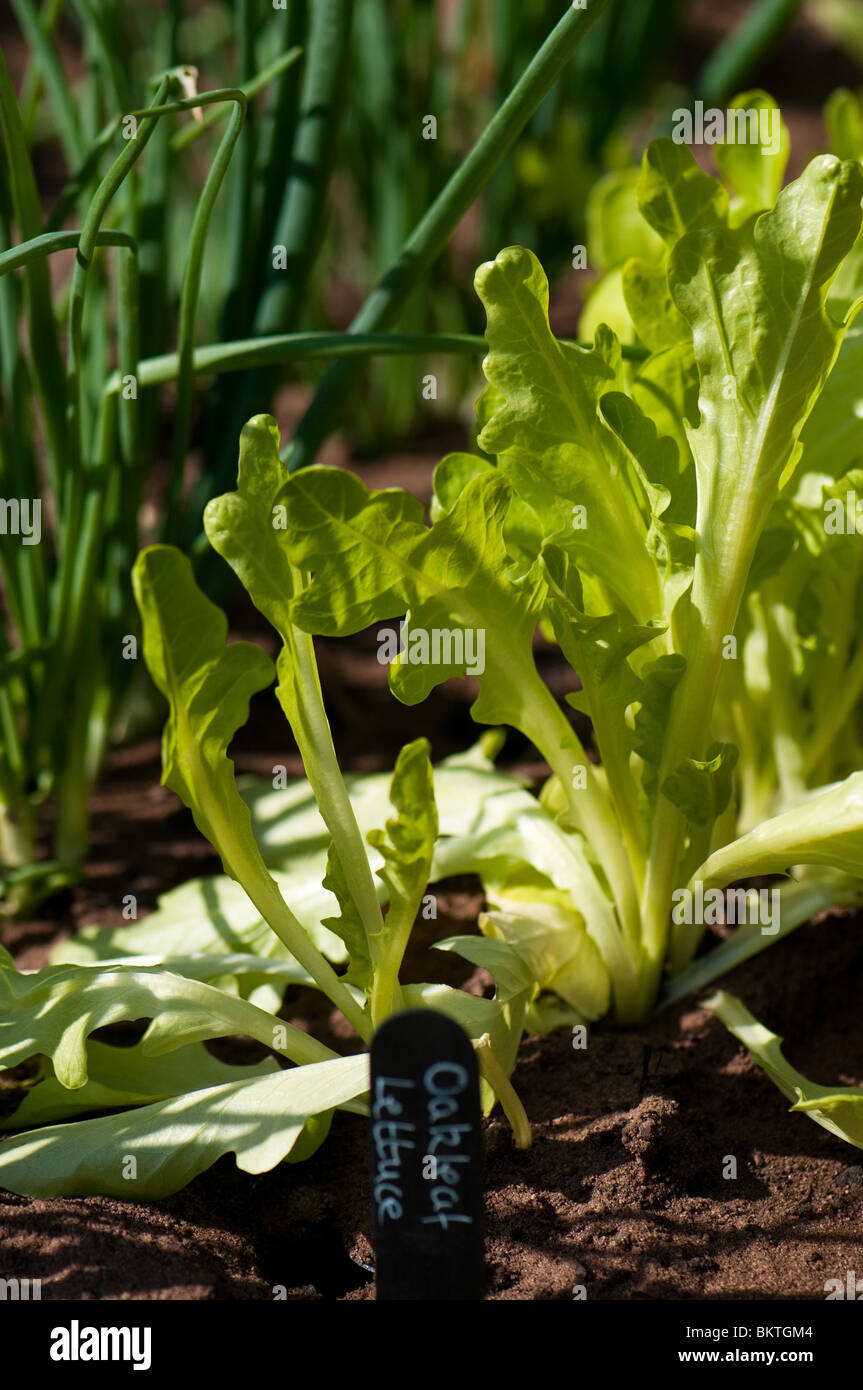 Le lattughe Oakleaf cresce in una mostra giardino alla RHS mostrano in Cardiff Foto Stock