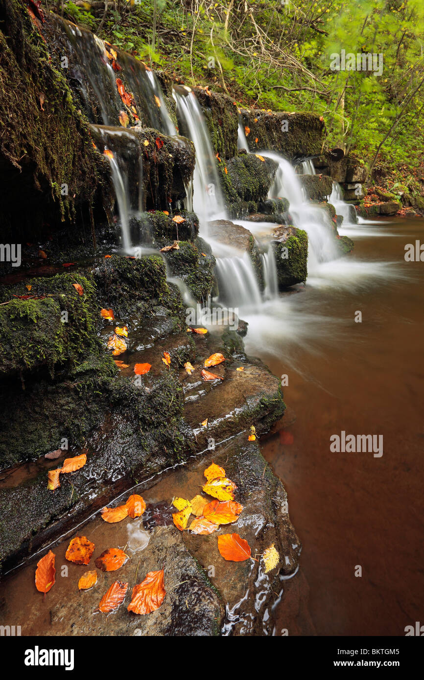 Colore di autunno a forza Scaleber vicino a stabilirsi in Yorkshire Dales di Inghilterra Foto Stock