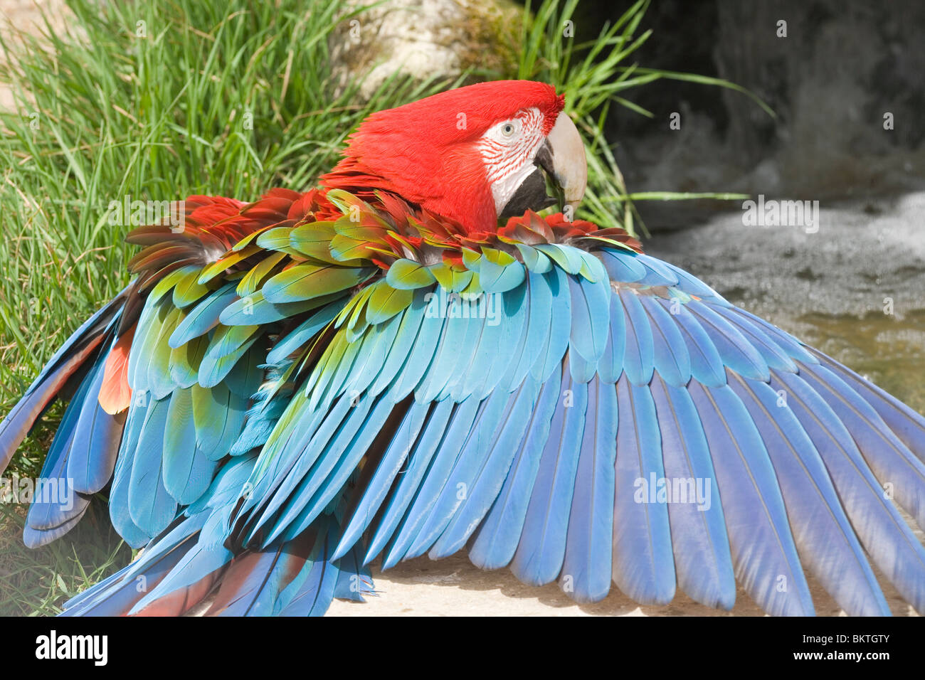 Verde-winged Macaw (Ara chloroptera). Ala proteso mentre sun basking. Distribuzione; E. Panama Argentina del nord. Foto Stock