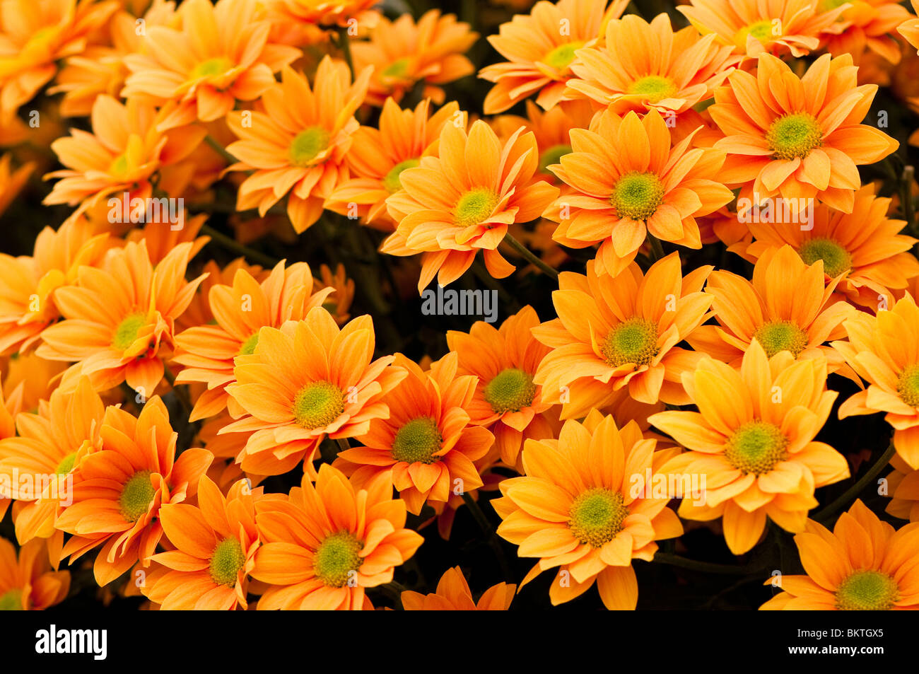 Crisantemo 'Dutchy' in un display floreale della RHS mostrano in Cardiff Foto Stock