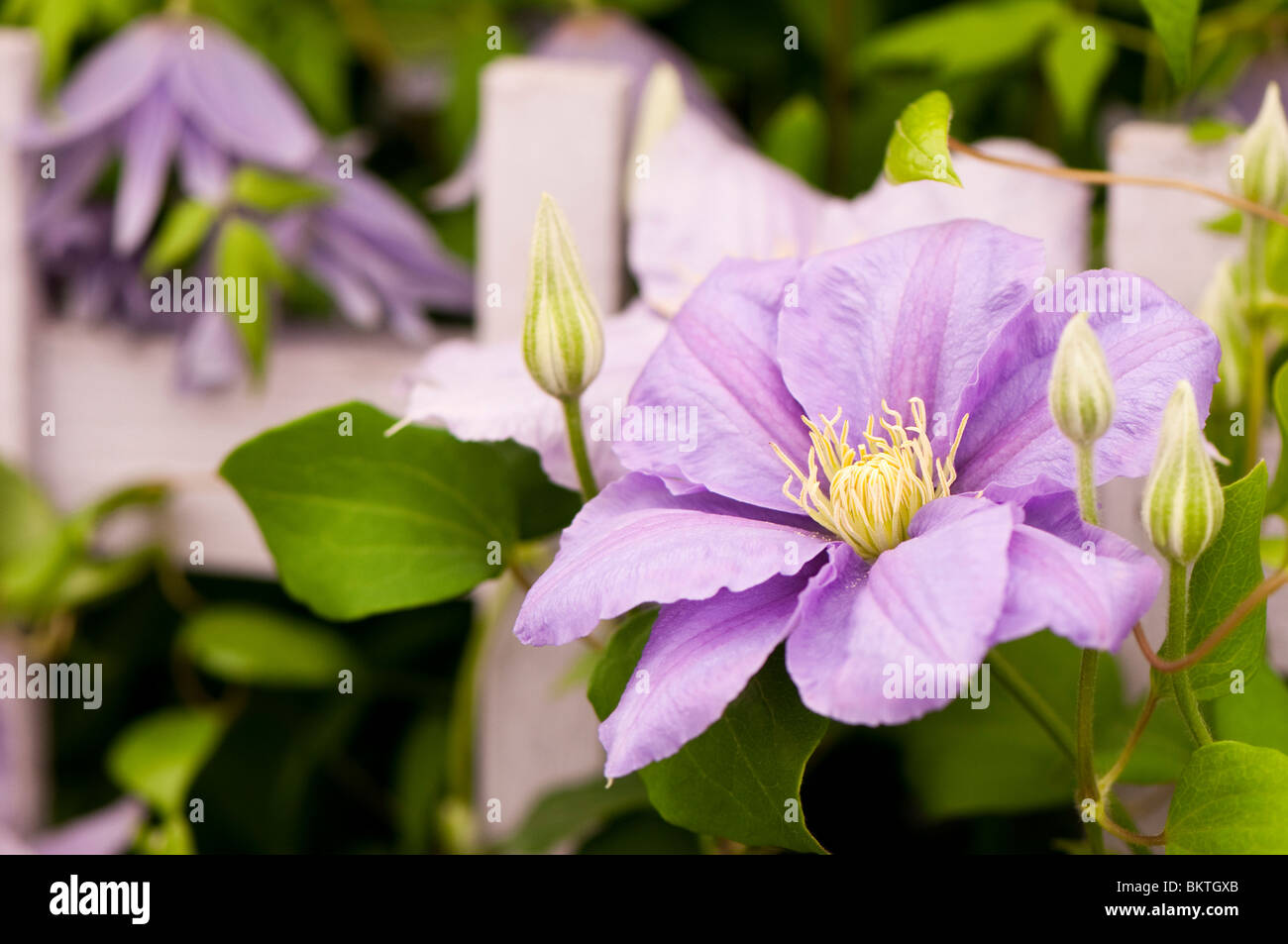 La clematide "Cezanne' in fiore Foto Stock