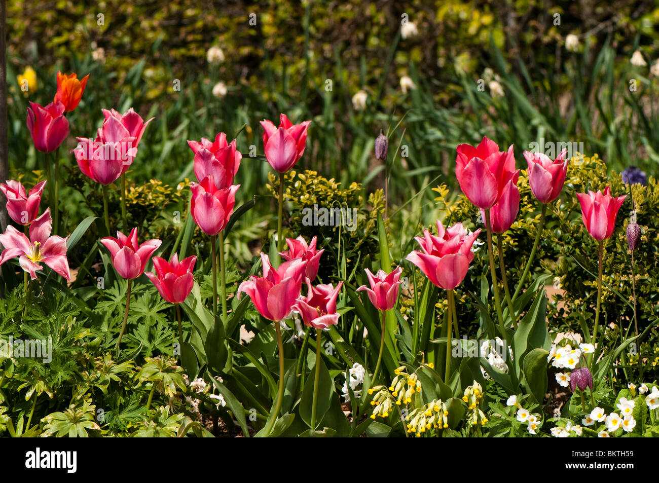 Colorate di confine del giardino in fiore in primavera Foto Stock