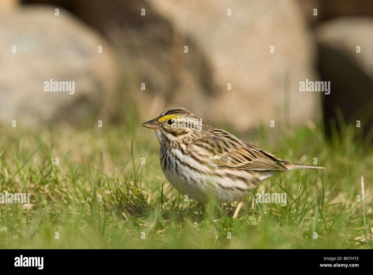 Een Savannah Gors staat in het gras,A Savannah Sparrow in piedi in erba. Foto Stock