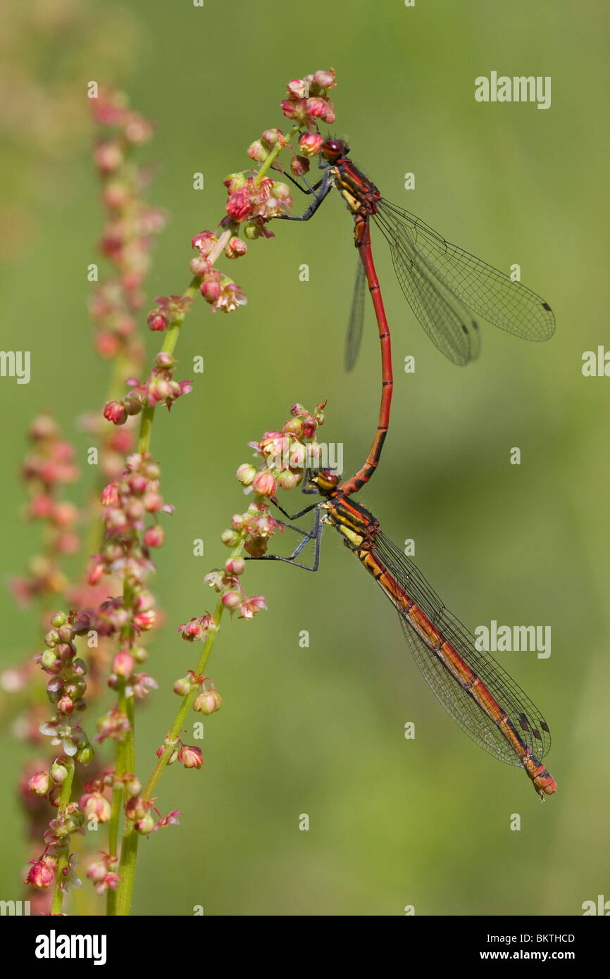 Parende Vuurjuffers; accoppiamento rosso grande Damselflies Foto Stock