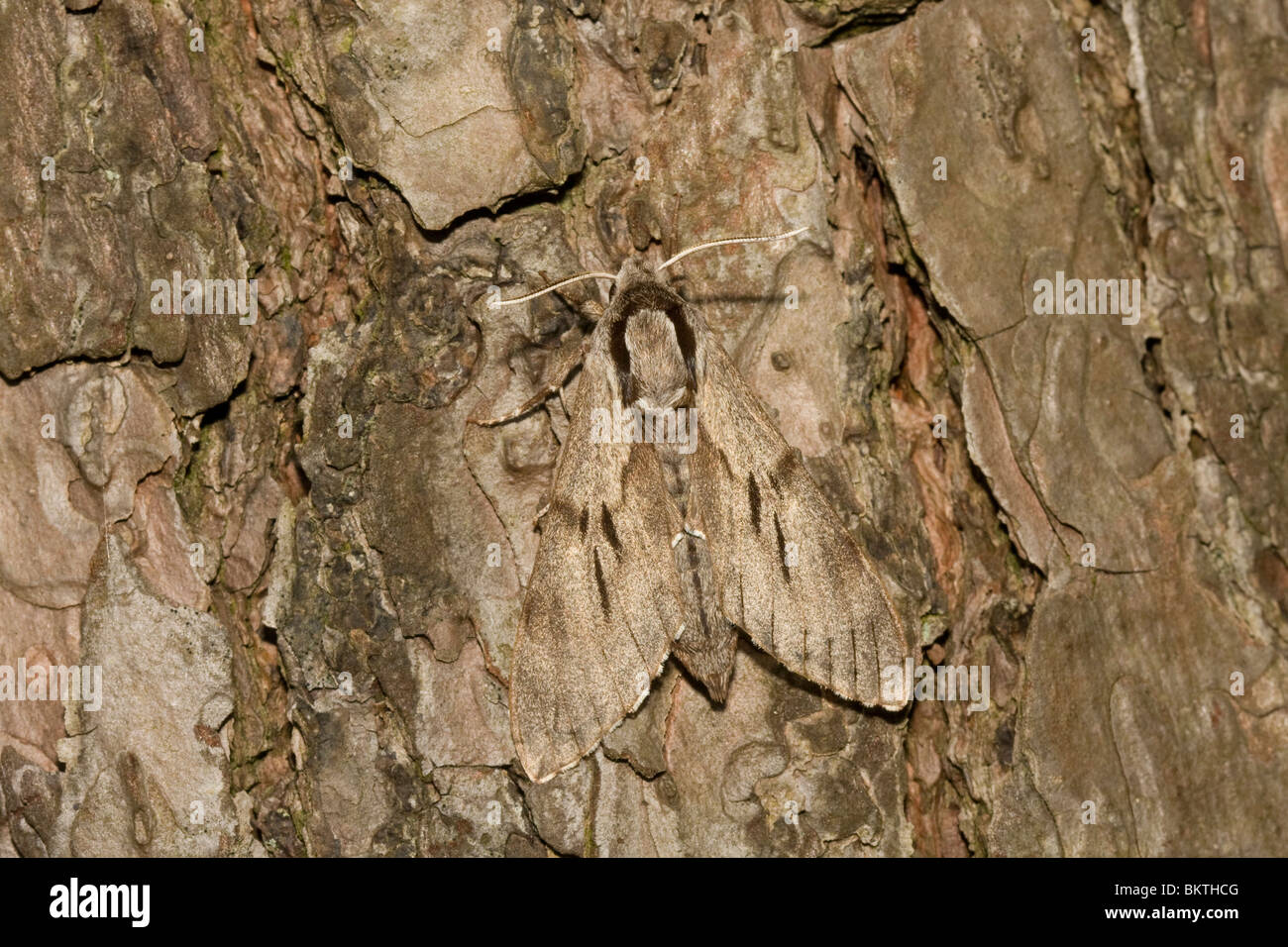 Dennenpijlstaart; Pine Hawk-moth Foto Stock