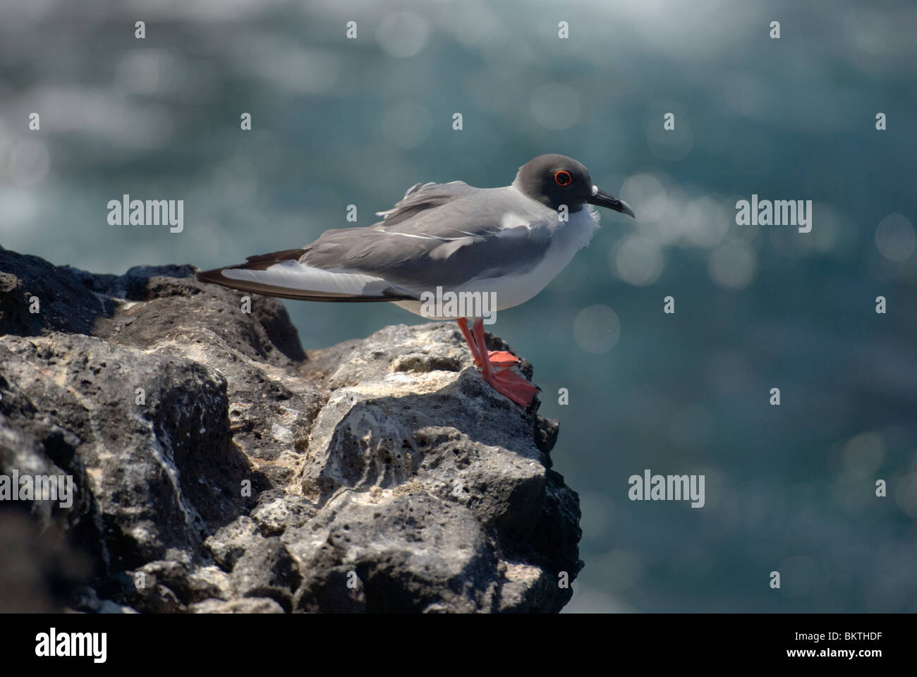 Swallow-tailed Gull Creagrus furcatus Foto Stock