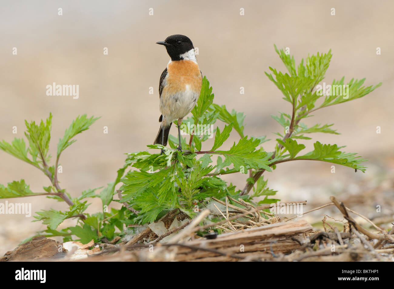 Stonechat rovistando appollaiato op pianta che cresce su rivershore Foto Stock