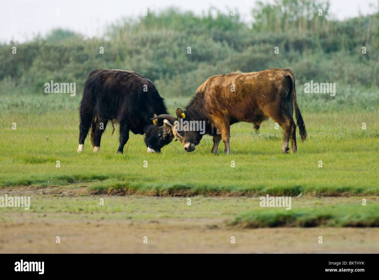 Jonge heckrund stieren vechten; toro giovane bestiame heck combattimenti; Foto Stock