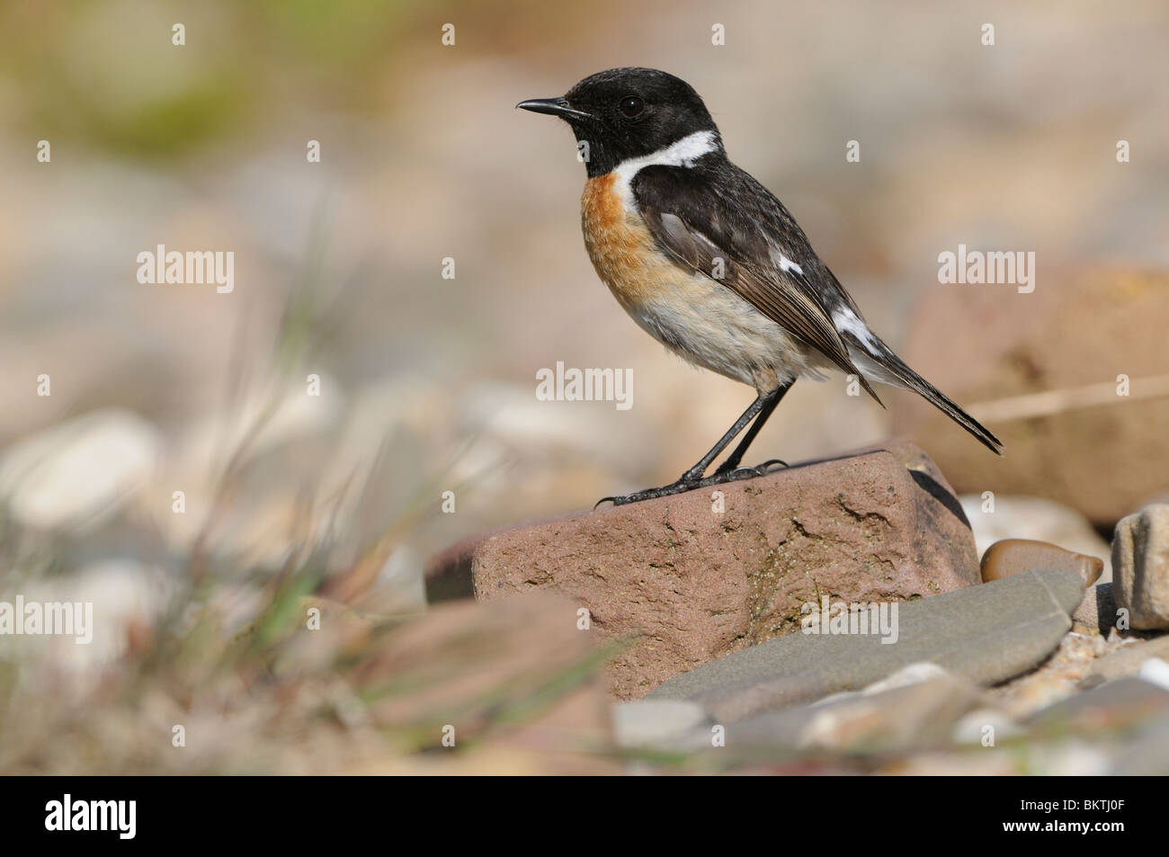 Stonechat maschio rovistando su rivershore con ghiaia e mattoni Foto Stock