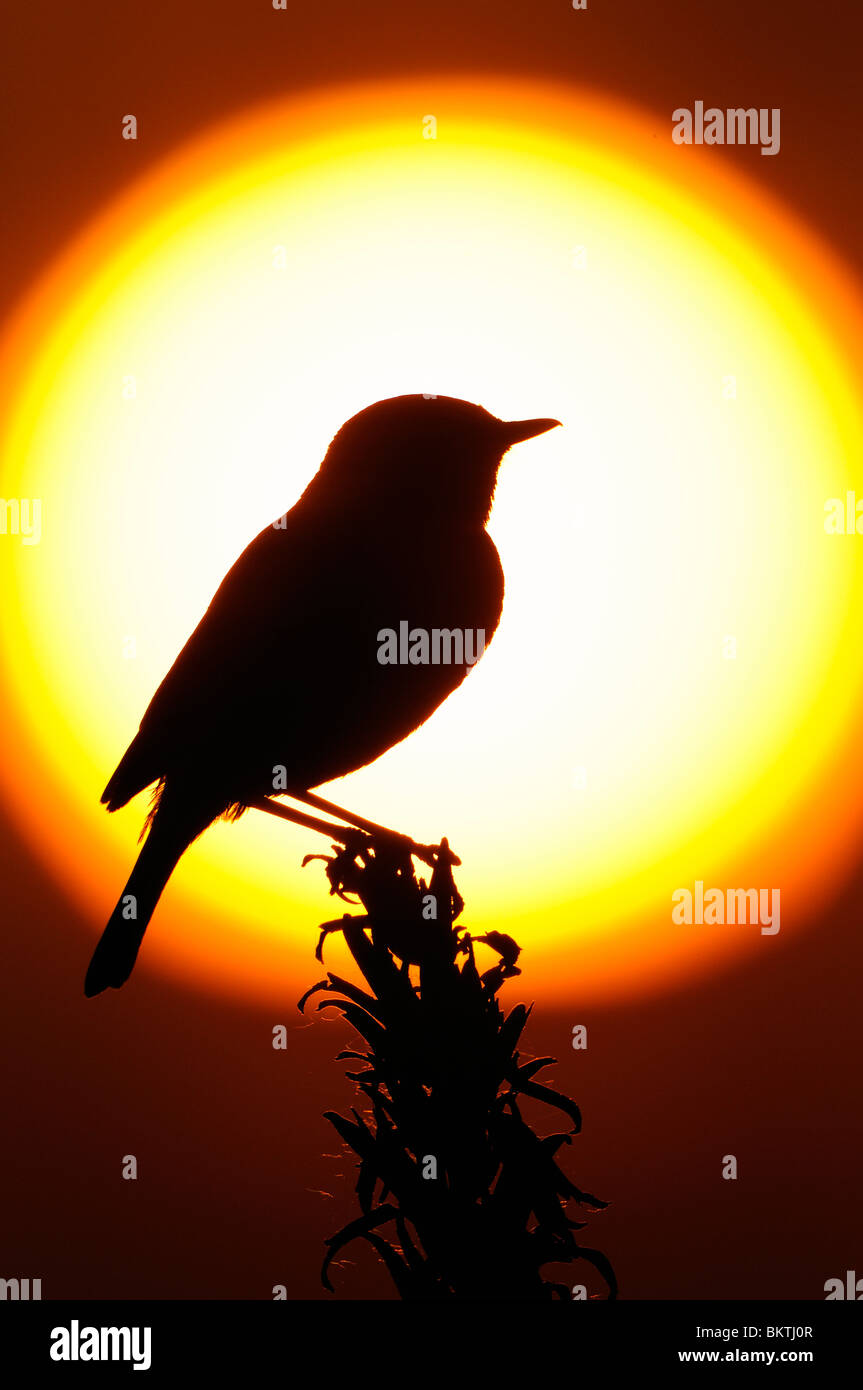 Silhouette di un Stonechat contro una regolazione del sole Foto Stock