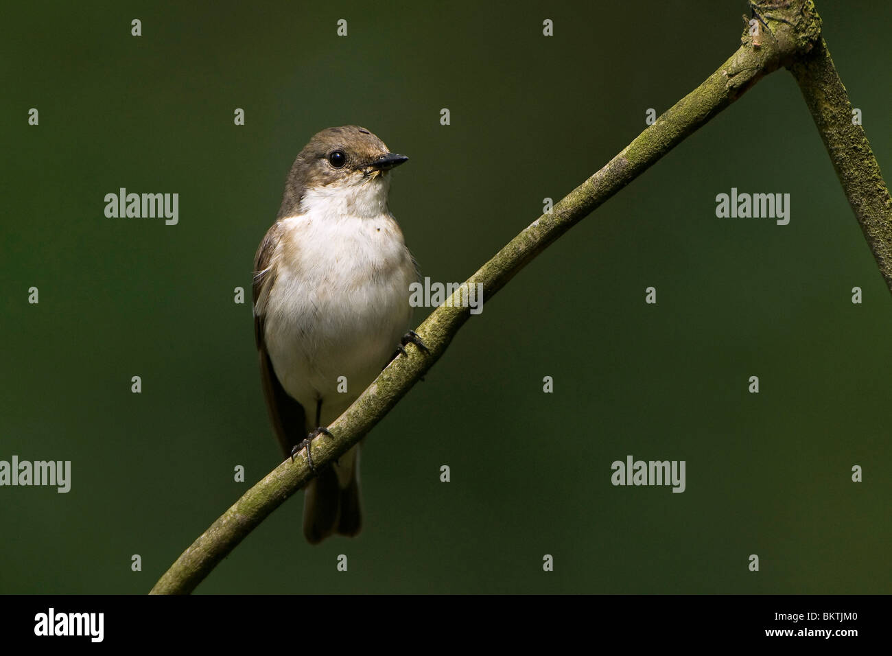 Mannetje Bonte Vliegenvanger op zangpost; maschio Pied Flycatcher ad esso's post Foto Stock