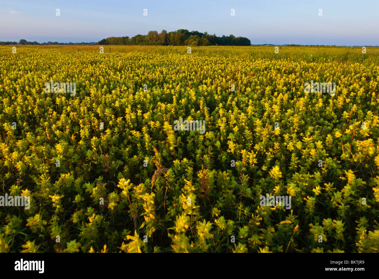 Grote ratelaar bij zonsopkomst in de berkenwoudse driehoek natuurreservaat; maggiore giallo risuona a sunrise nel berkenwoudse driehoek riserva naturale Foto Stock