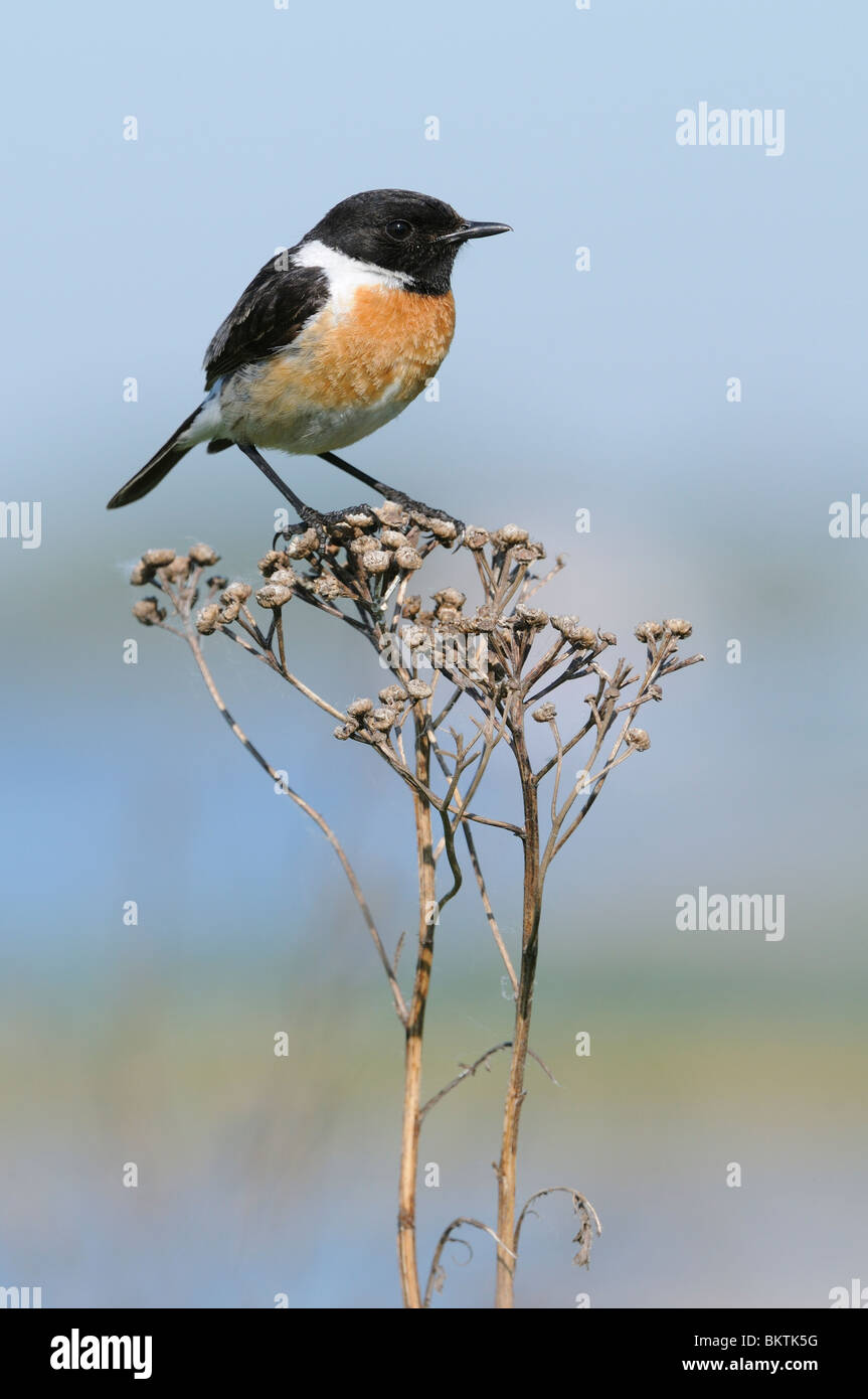 Stonechat maschio appollaiato su steli secchi Foto Stock