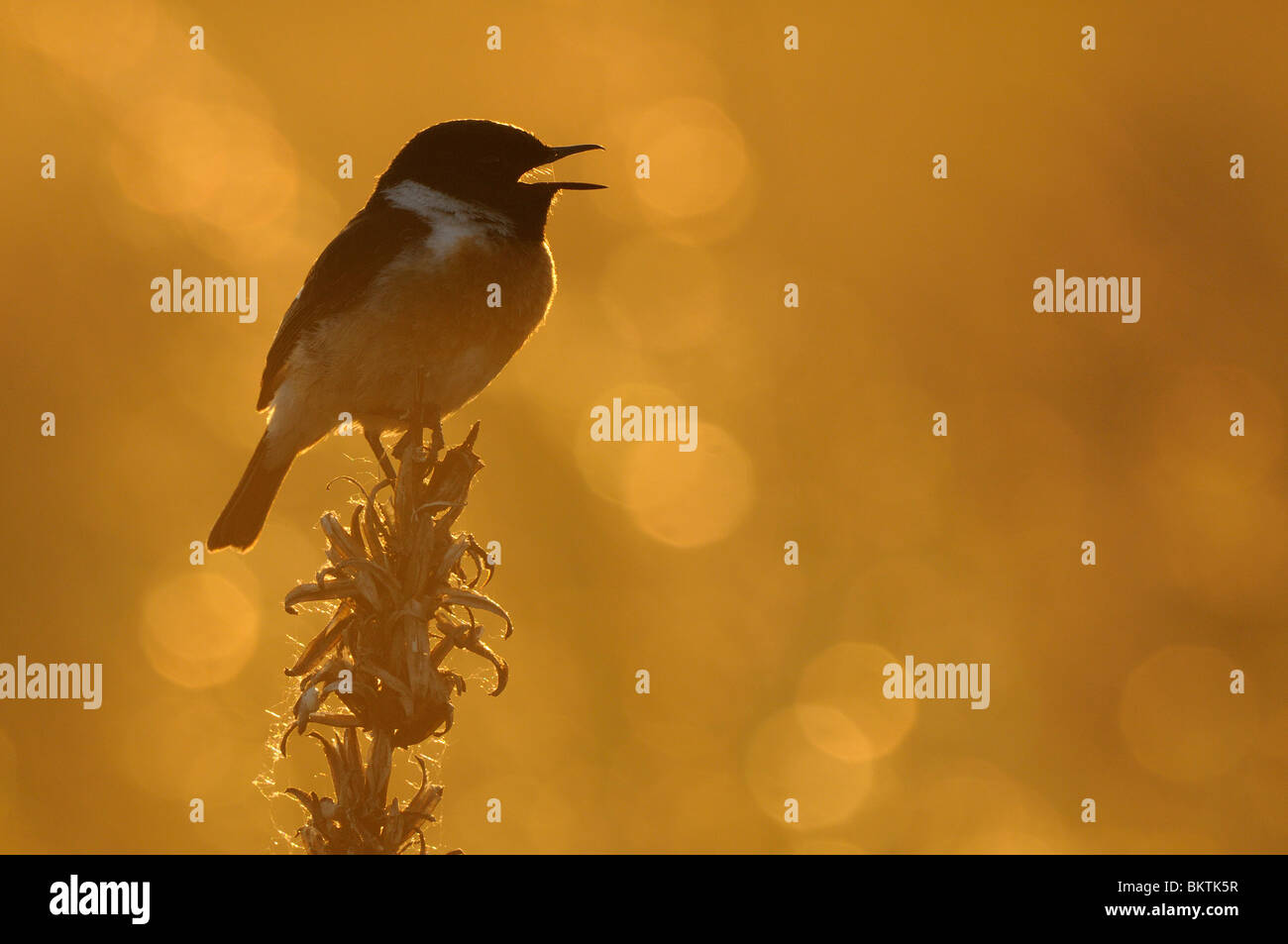 Silhouette di un canto Stonechat su una pianta seccata durante il tramonto Foto Stock