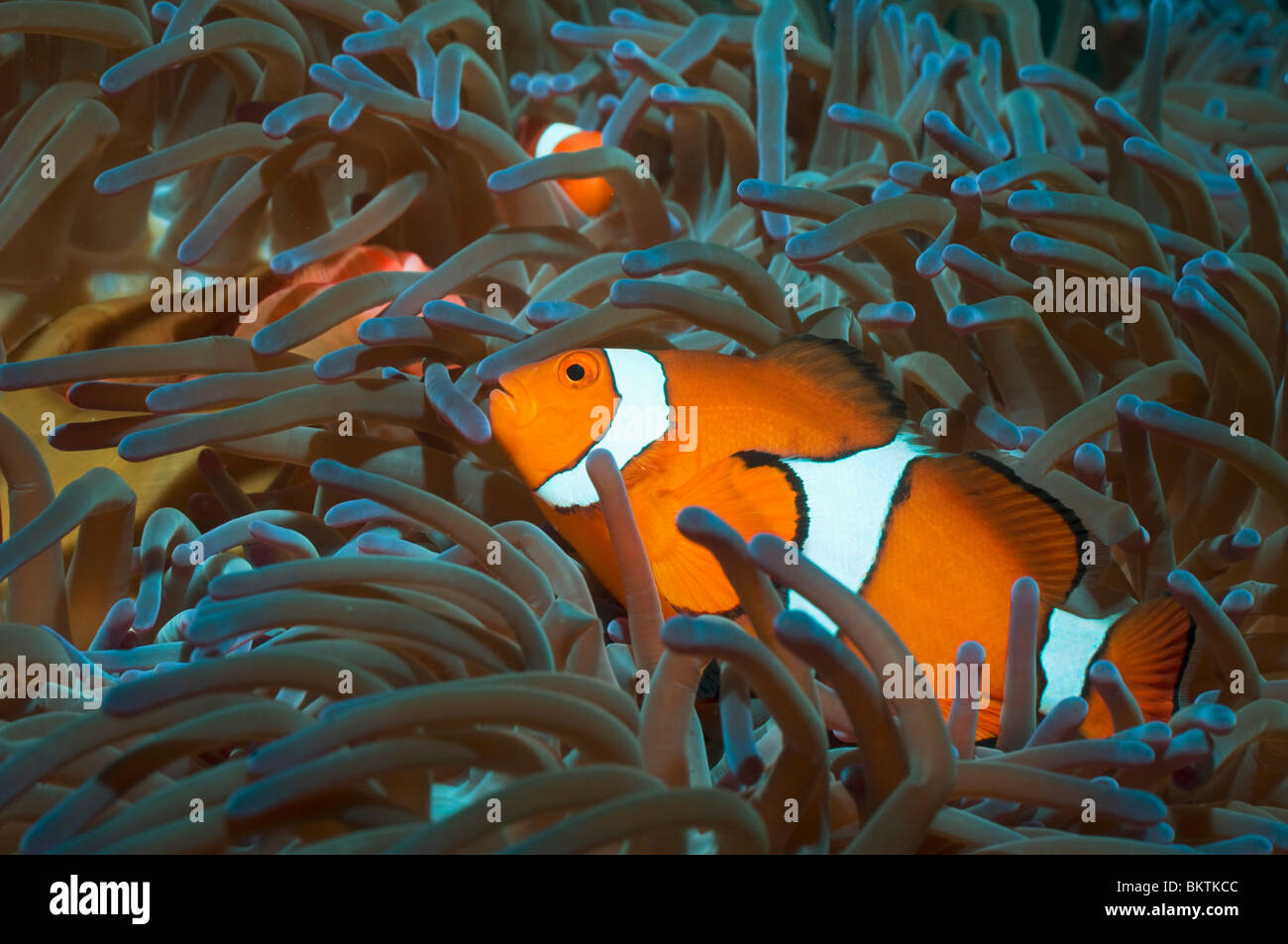 False clown anemonefish (Amphiprion ocellaris). Papua Nuova Guinea. Foto Stock