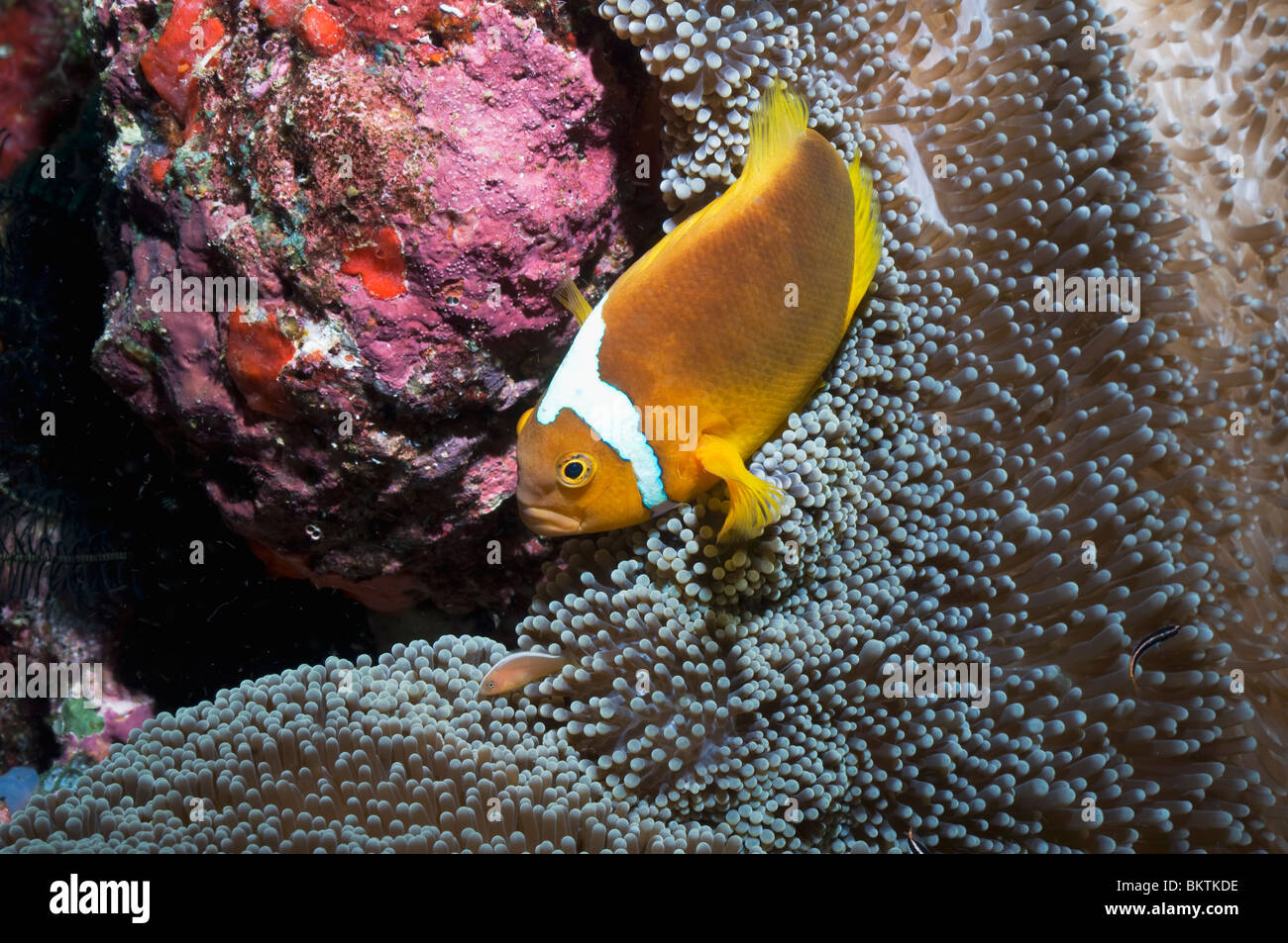 Bianco-anemonefish del cofano Foto Stock