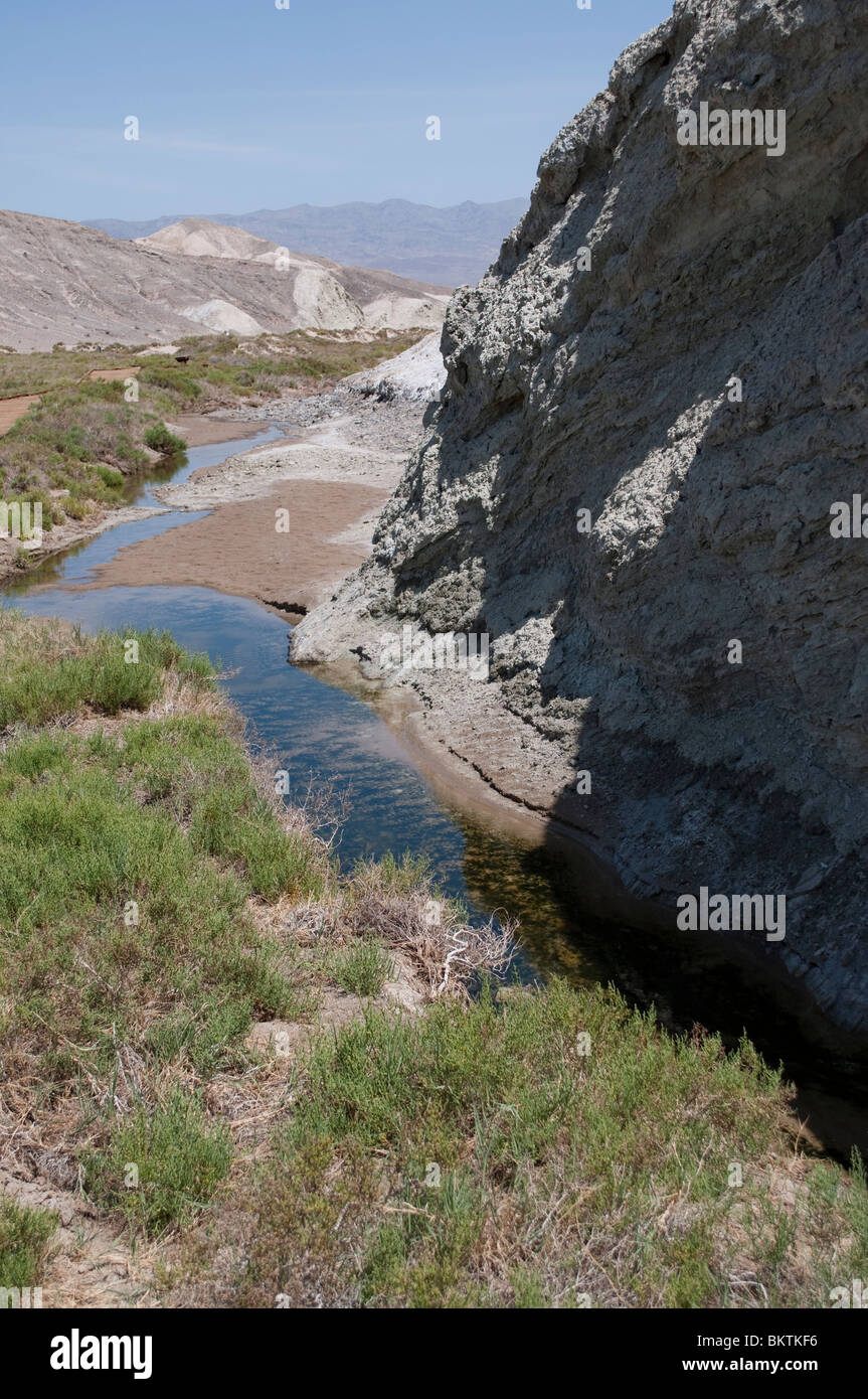 Salt Creek, Death Valley in California, habitat per le specie endemiche killi Cyprinodon salinus salinus Foto Stock