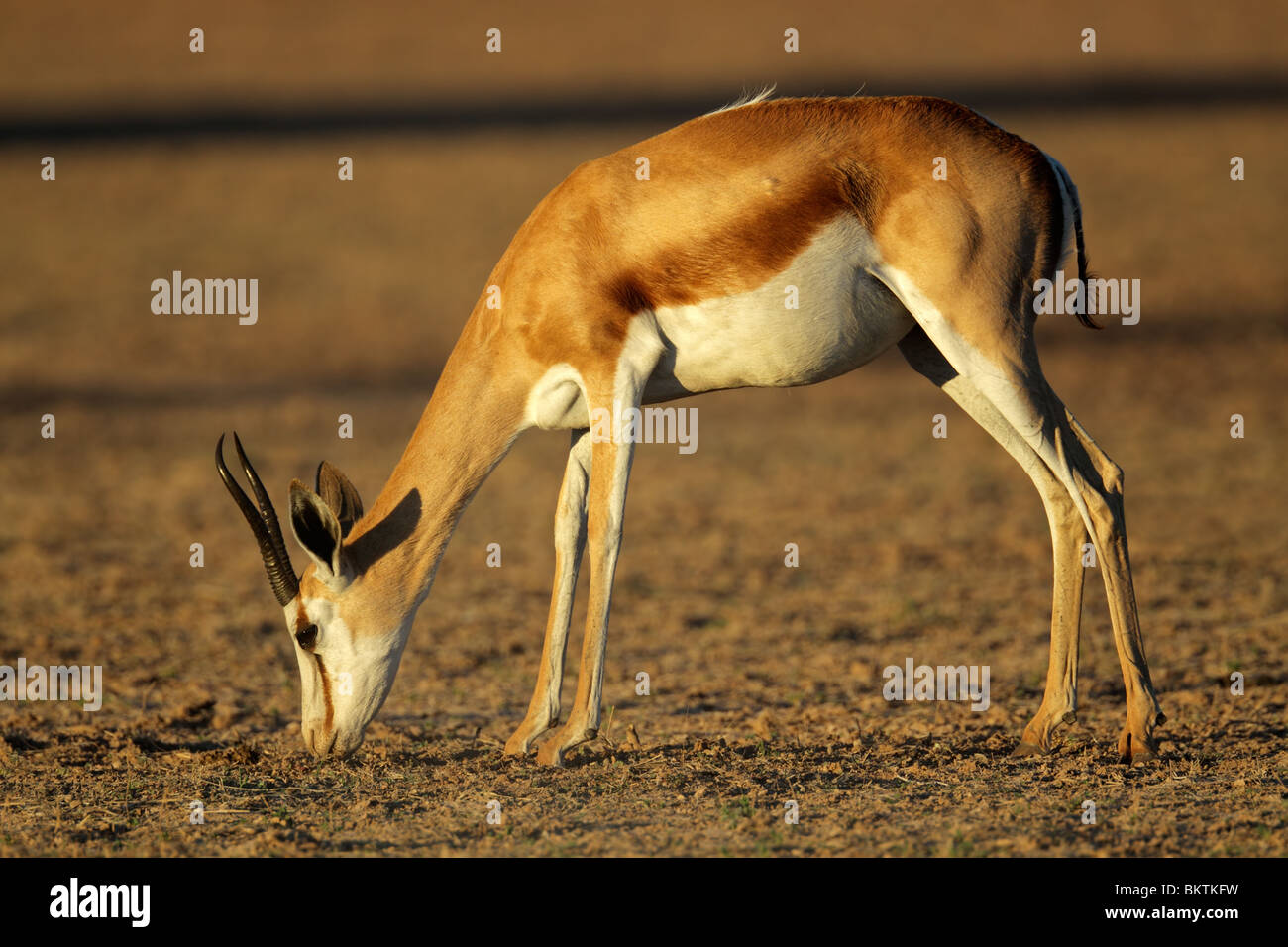 Un springbok antilope (Antidorcas marsupialis) pascolare nel tardo pomeriggio di luce, Kgalagadi Parco transfrontaliero, Sud Africa Foto Stock