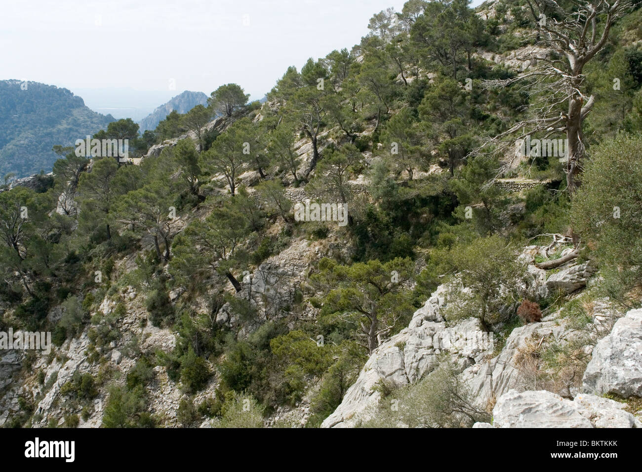 La spettacolare foresta di alberi di carrubo sul pendio di una collina (La Maiorca - Spagna). Spectaculaire Forêt de caroubiers à flanc de montagne. Foto Stock
