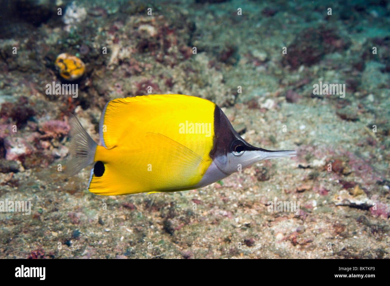 A becco lungo (butterflyfish Forcipiger flavissimus). Lembeh strait, Nord Sulawesi, Indonesia. Foto Stock