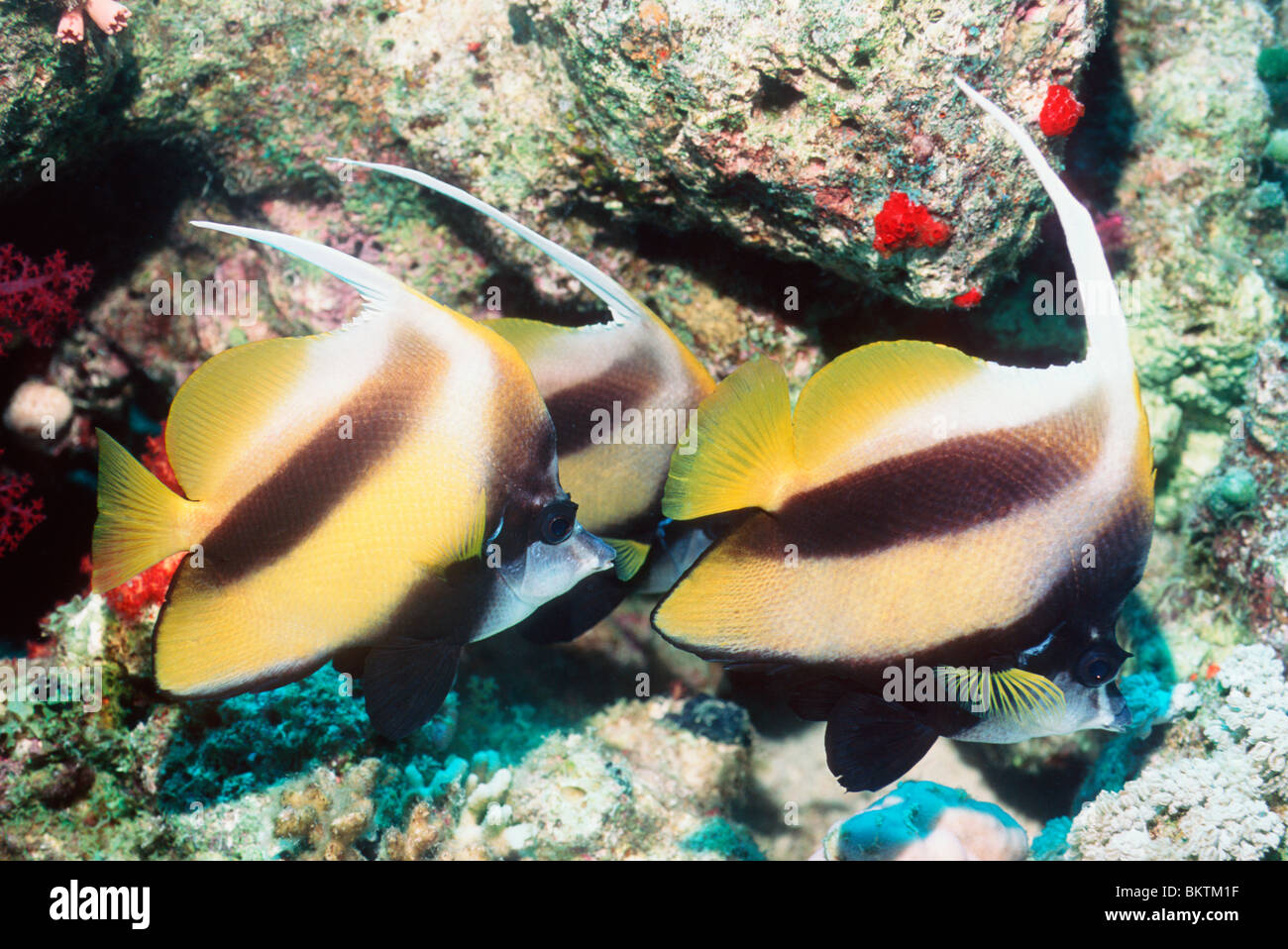 Mar Rosso (bannerfish Heniochus intermedius) a riposo sulla barriera corallina. Egitto, Mar Rosso. Foto Stock
