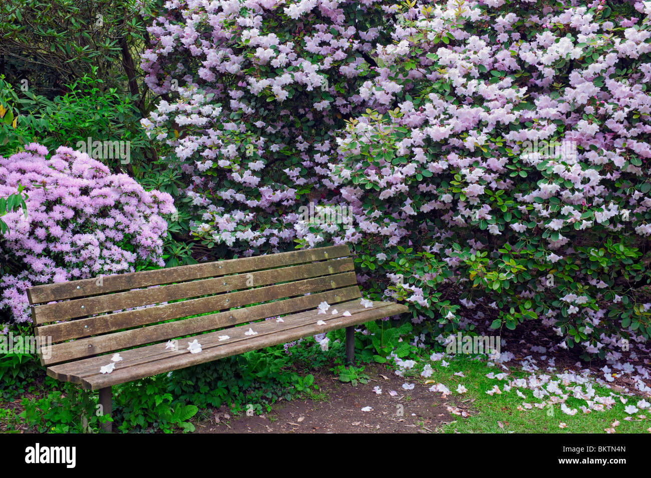 Portland di molle di cristallo Rhododendron Garden. Foto Stock