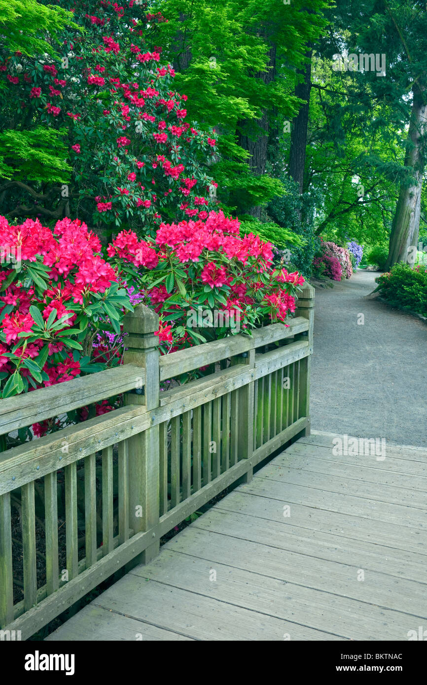 Portland di molle di cristallo Rhododendron Garden. Foto Stock