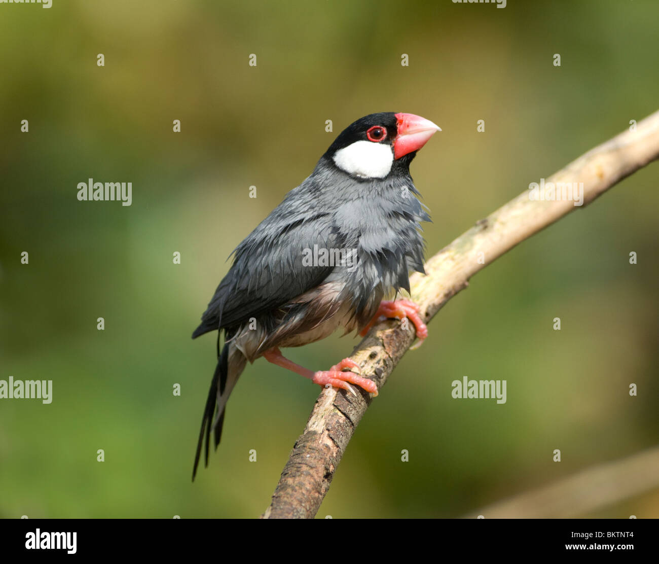 Java Sparrow Padda oryzivora captive Foto Stock