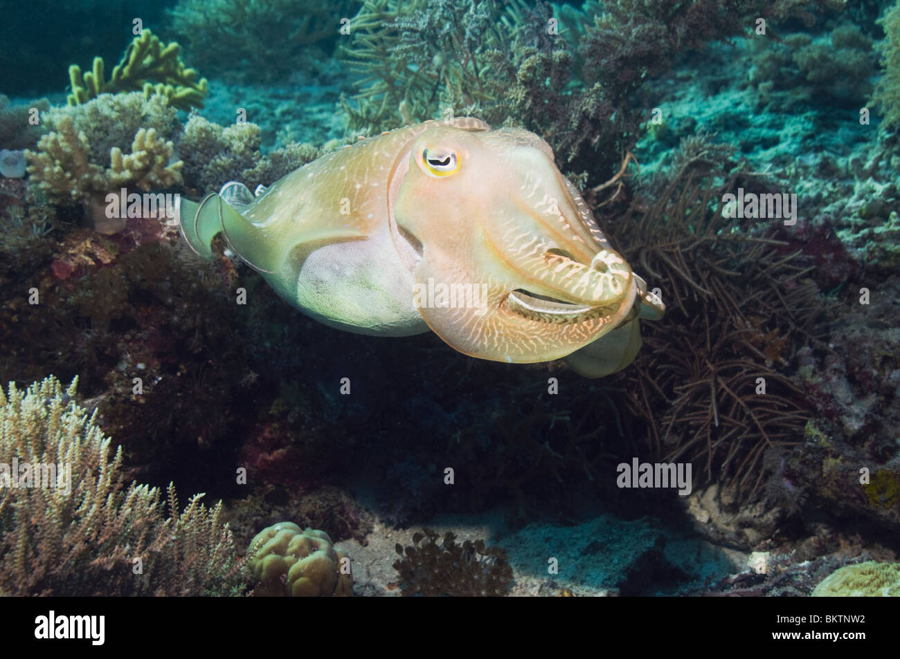 Broadclub Seppie (Sepia latimanus). Komodo, Indonesia. Foto Stock