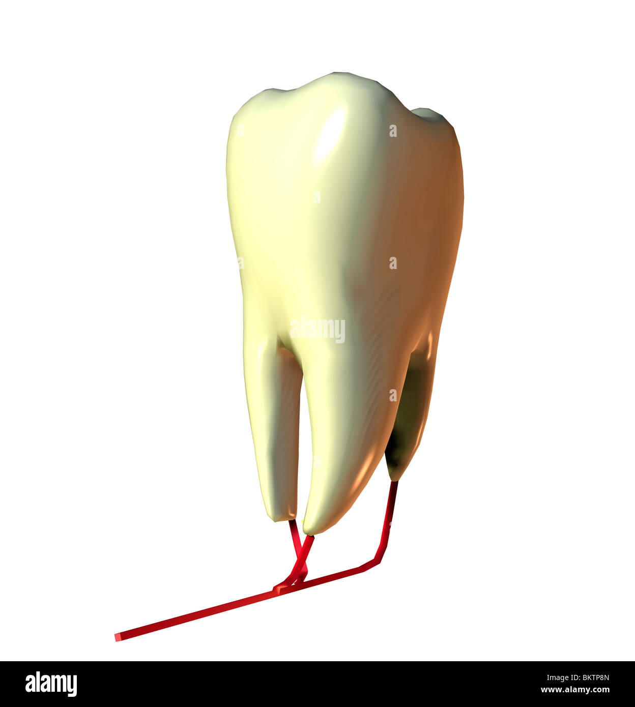 Zahn / dente Foto Stock