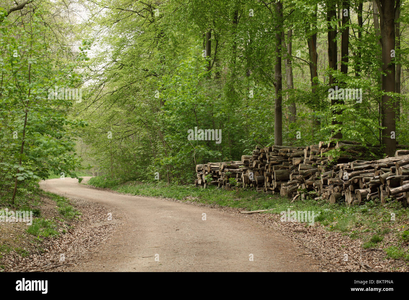 Legno accatastati nel West boschi, Marlborough, Wiltshire in primavera Foto Stock