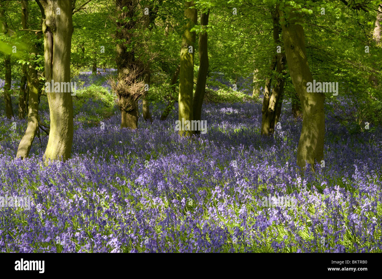 LEGNO DI BLUEBELL Foto Stock