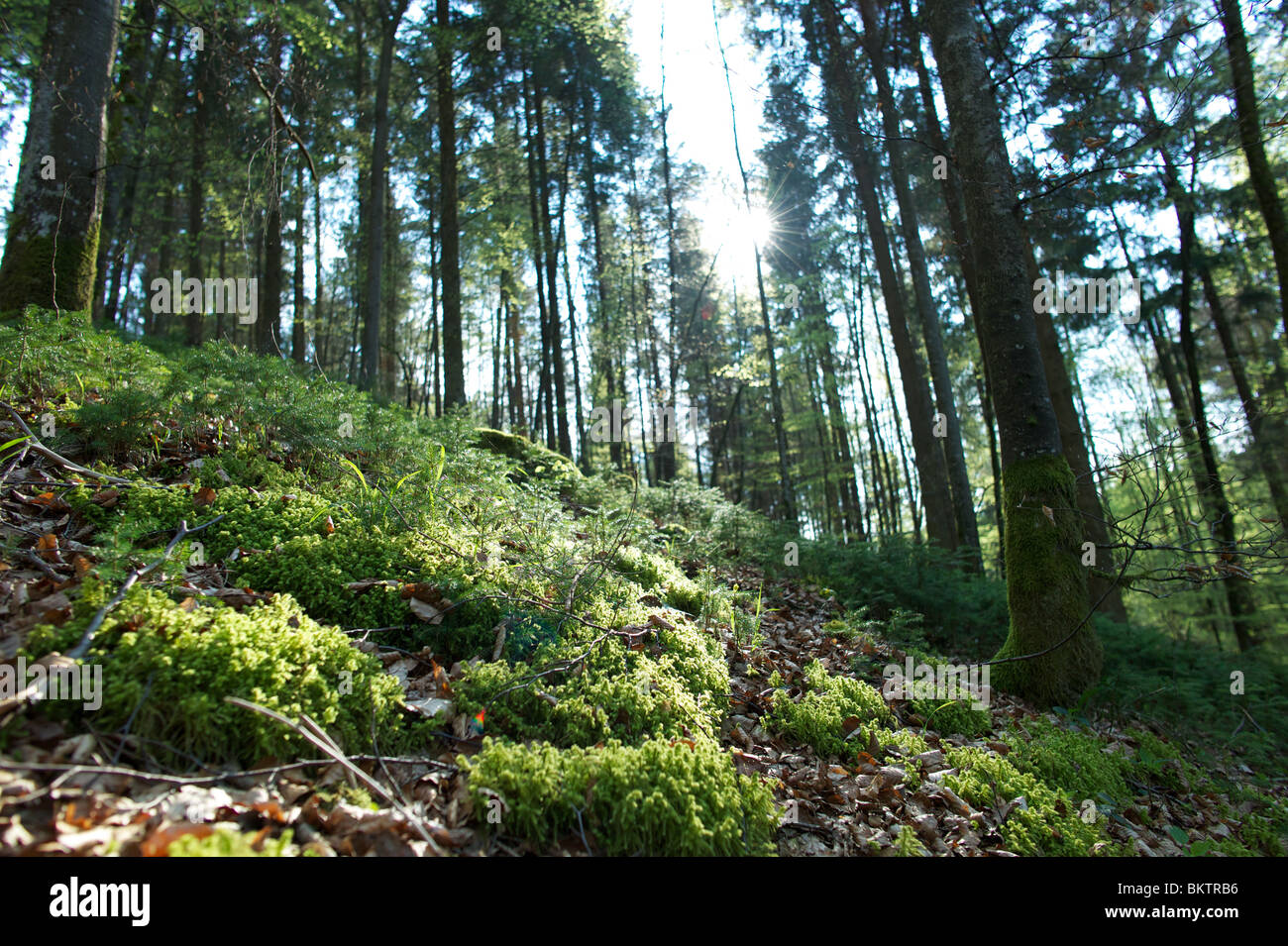 Nel profondo della foresta tedesca Foto Stock