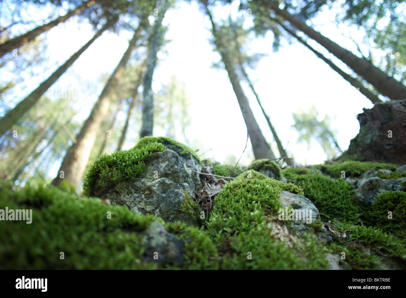 Nel profondo della foresta tedesca Foto Stock