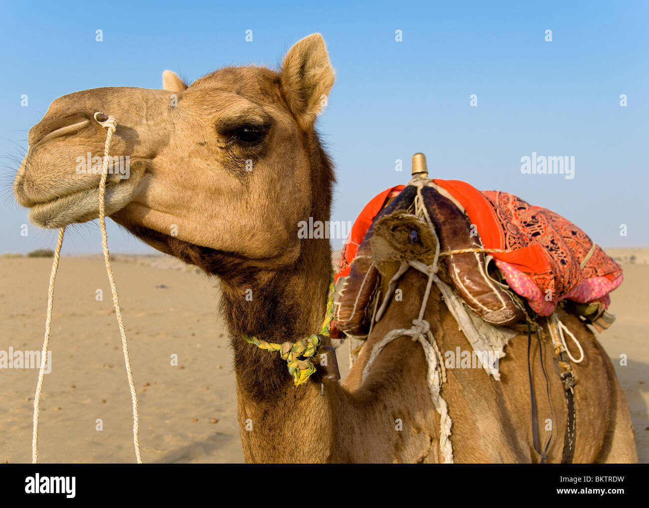 Camel Jaisalmer Rajasthan in India Foto Stock