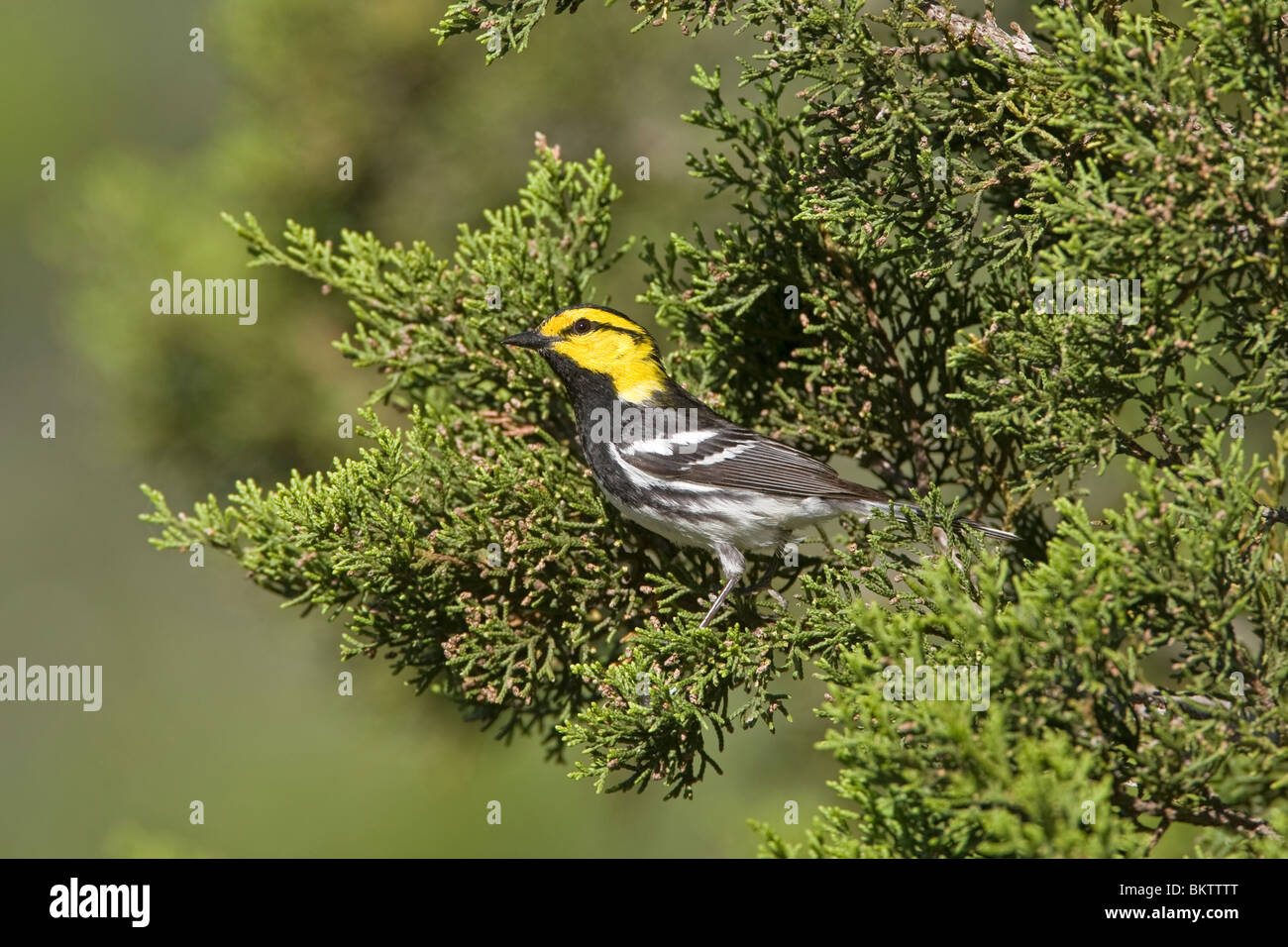 Golden cheeked trillo arroccato su Ashe Ginestra Foto Stock