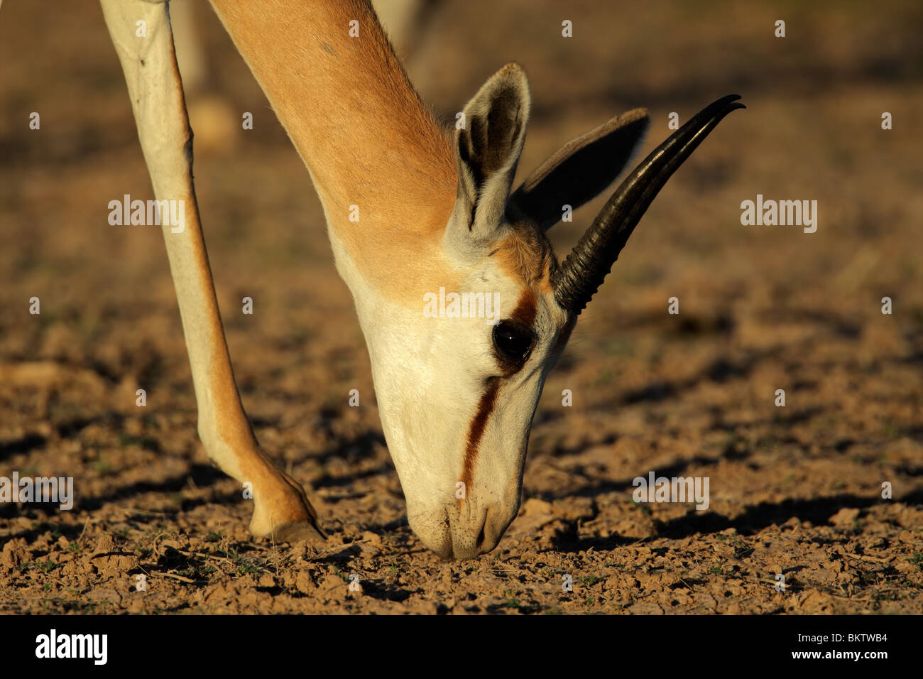 Un springbok antilope (Antidorcas marsupialis) pascolare nel tardo pomeriggio di luce, Kgalagadi Parco transfrontaliero, Sud Africa Foto Stock
