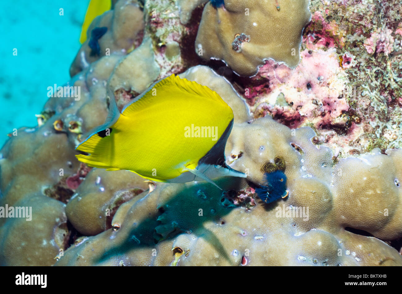 A becco lungo (butterflyfish Forcipiger flavissimus). Foto Stock