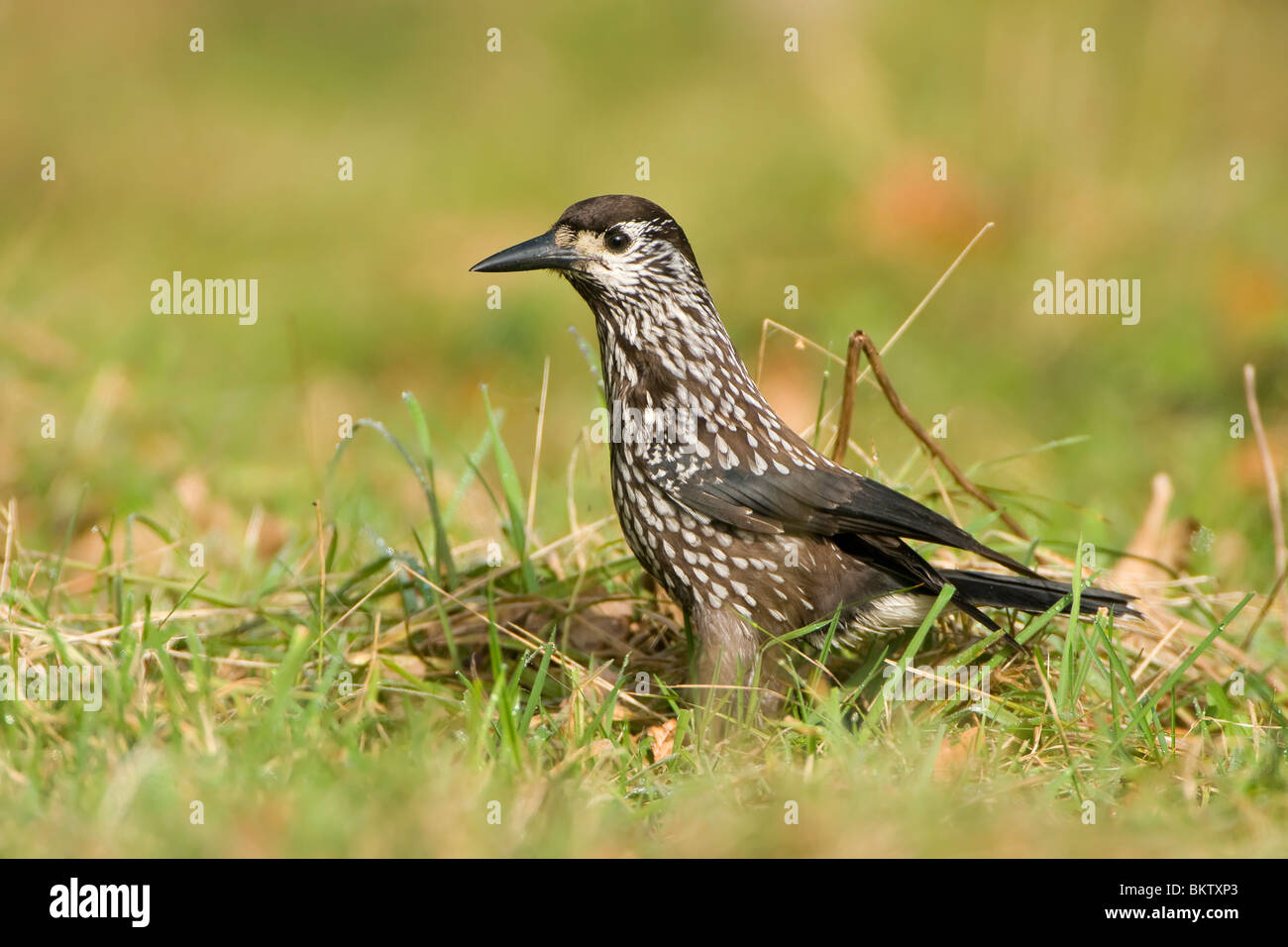 Notenkraker in het gras; Spotted schiaccianoci in erba Foto Stock