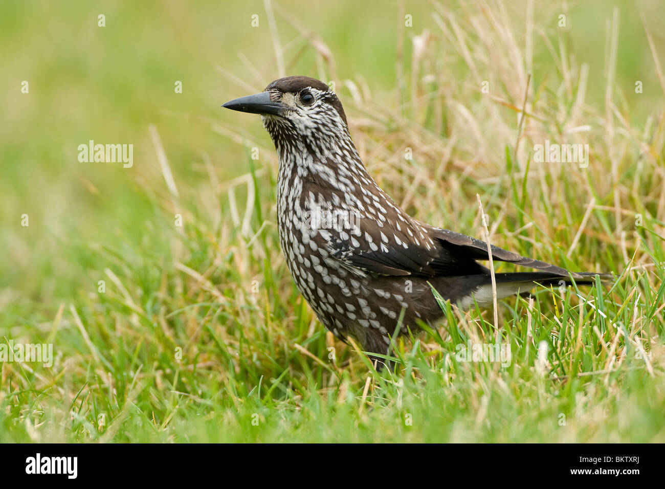 Notenkraker in het gras; Spotted schiaccianoci in erba Foto Stock