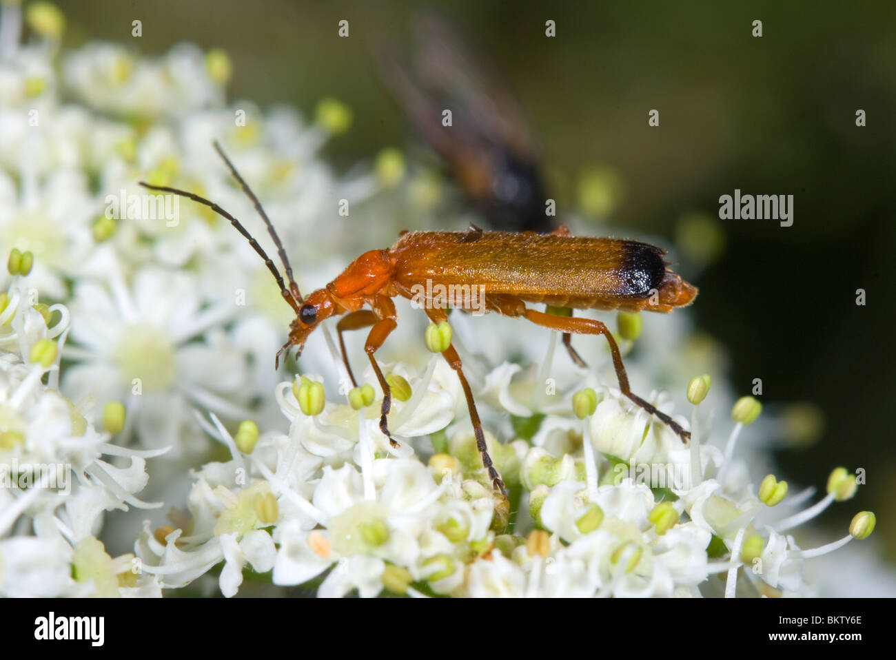 Comune soldato rosso Beetle (Rhagonycha fulva), Francia Foto Stock