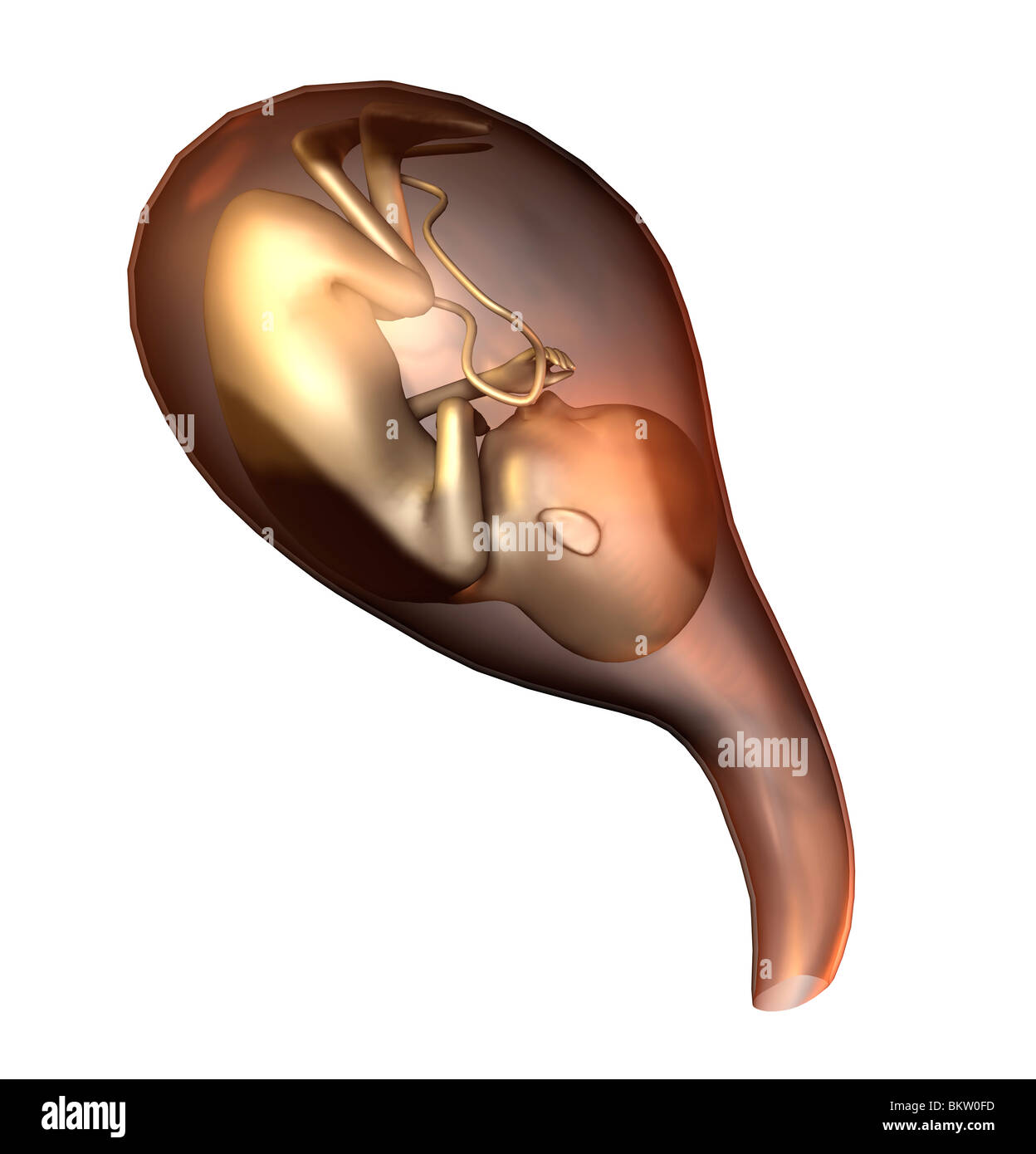 Feto in der Gebärmutter / feto in utero Foto Stock