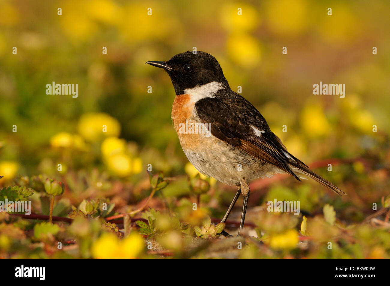 Op de grond foeragerende uomo Roodborsttapuit tussen bloeiend Vijfvingerkruid in avondlicht; vista laterale di un Stonechat rovistando tra fioriti Creeping Cinquefoil nella luce della sera Foto Stock