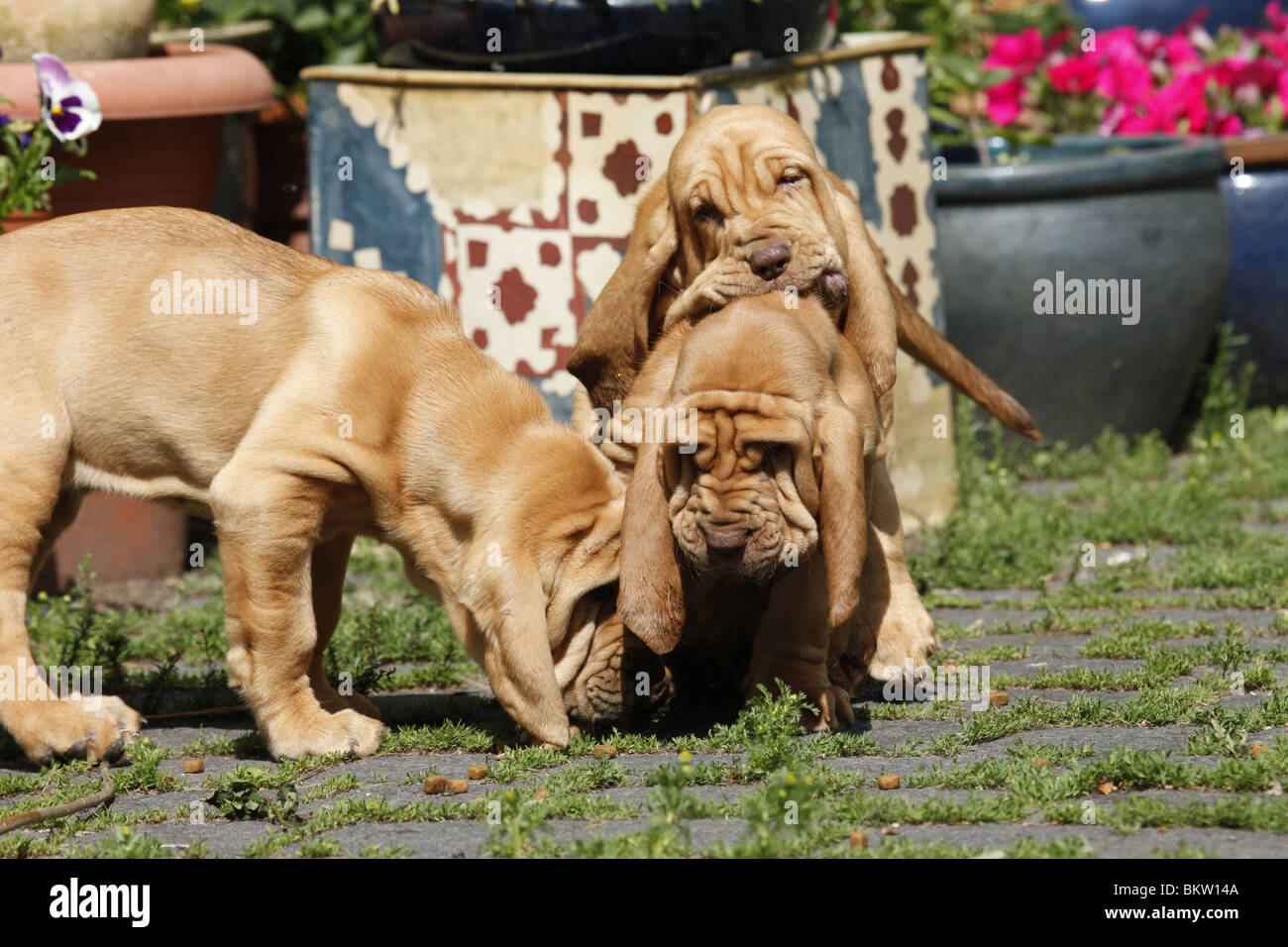 Bluthunde Welpen / cuccioli di Bloodhound Foto Stock