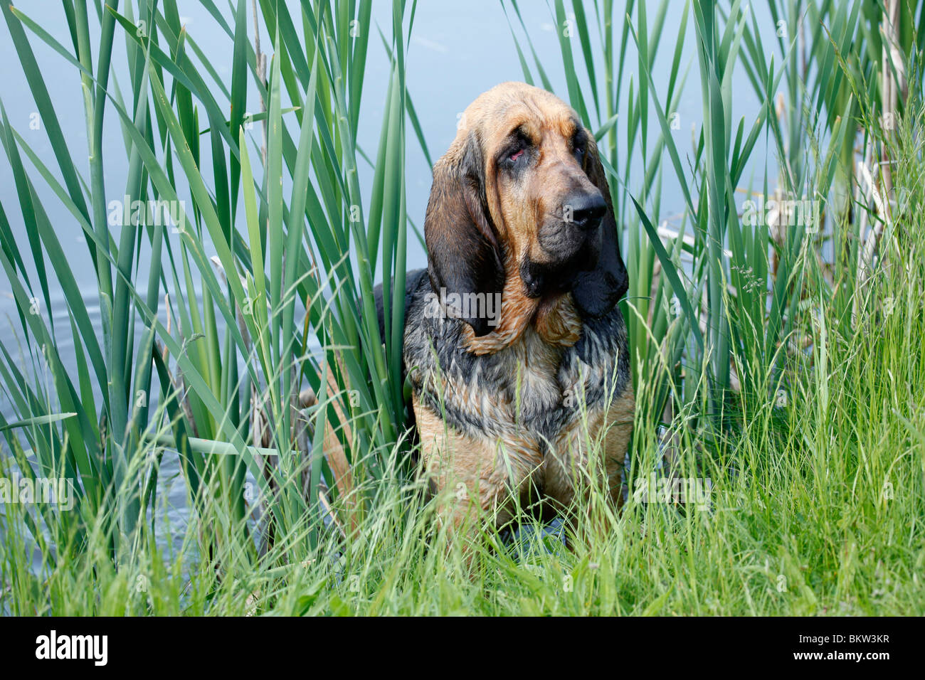 Bluthund Bloodhound / Foto Stock